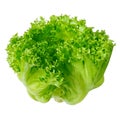 Organic Vegetable for salad green frillice iceberg lettuce isolated on white background