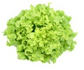 Organic Vegetable for salad green frillice iceberg lettuce isolated on white background Royalty Free Stock Photo