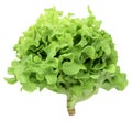 Organic Vegetable for salad green frillice iceberg lettuce isolated on white background Royalty Free Stock Photo