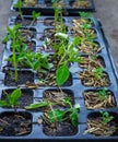 The organic vegetable from seed in the plastic black pot. Green seedling is growing in the soil Royalty Free Stock Photo