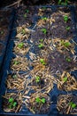 The organic vegetable from seed in the plastic black pot. Green seedling is growing in the soil Royalty Free Stock Photo