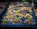 The organic vegetable from seed in the plastic black pot. Green seedling is growing in the soil Royalty Free Stock Photo