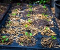 The organic vegetable from seed in the plastic black pot. Green seedling is growing in the soil Royalty Free Stock Photo