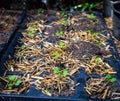 The organic vegetable from seed in the plastic black pot. Green seedling is growing in the soil Royalty Free Stock Photo