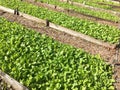 Organic vegetable seedbed