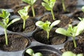 Organic vegetable seedlings