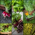 Organic Vegetable Set Collage Royalty Free Stock Photo