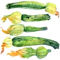 Organic vegetable zucchini. watercolor illustration