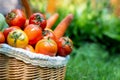 Organic vegetables in basket in grass. Fresh potato, carrot in the vineyard countryside for sell Royalty Free Stock Photo