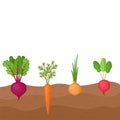 Vegetables beetroot, carrot, onion, radish growing in the ground, farming. Roots growing on vegetable patch. Vector