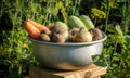 Organic vegetables in bowl on the farm, farming concept Royalty Free Stock Photo