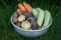 Organic vegetables in bowl on the farm, farming concept Royalty Free Stock Photo