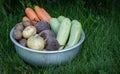 Organic vegetables in bowl on the farm, farming concept Royalty Free Stock Photo