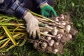 Organic vegetables. Bunch of fresh raw garlic in the hands of farmers. Garlic harvest, organic farming concept Royalty Free Stock Photo