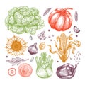 Organic vegetables collection. Handsketched vintage vegetables. Line art illustration.