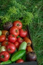 Organic vegetables with drops of water on the farm, farming concept. Growing organic products Royalty Free Stock Photo