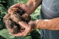 Organic vegetables. Farmers hands with freshly harvested vegetables