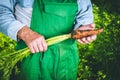 Organic vegetables. Fresh organic carrots in the hands of farmers. Harvesting carrots, autumn harvest Royalty Free Stock Photo