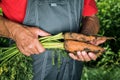 Organic vegetables. Fresh organic carrots in the hands of farmers. Harvesting carrots, autumn harvest Royalty Free Stock Photo