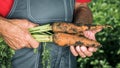 Organic vegetables. Fresh organic carrots in the hands of farmers. Harvesting carrots, autumn harvest Royalty Free Stock Photo