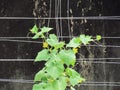 Organic vegetables, Fresh Cucumbers vertical planting with yellow flowers blooming on tree in the garden..