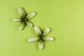 Organic vegetables. Fresh mini cucumbers of Piccolo Bianco variety on a beautiful green background. View from above. Copy space Royalty Free Stock Photo