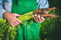 Organic vegetables. Fresh organic carrots in the hands of farmer Royalty Free Stock Photo