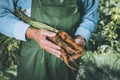 Organic vegetables. Fresh organic carrots in the hands of farmer Royalty Free Stock Photo