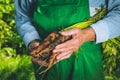 Organic vegetables. Fresh organic carrots in the hands of farmers. Harvesting carrots, autumn harvest Royalty Free Stock Photo