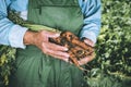 Organic vegetables. Fresh organic carrots in the hands of farmers. Harvesting carrots, autumn harvest Royalty Free Stock Photo