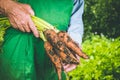 Organic vegetables. Fresh organic carrots in the hands of farmers. Harvesting carrots, autumn harvest Royalty Free Stock Photo