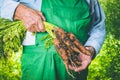 Organic vegetables. Fresh organic carrots in the hands of farmers. Harvesting carrots, autumn harvest Royalty Free Stock Photo