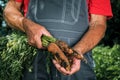 Organic vegetables. Fresh organic carrots in the hands of farmers. Harvesting carrots, autumn harvest Royalty Free Stock Photo