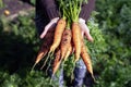Organic vegetables. Fresh unwashed carrots in the hands of woman farmers. Harvesting carrots Royalty Free Stock Photo