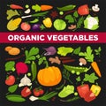 Organic vegetables fresh veggies, salads spice natural herbs vegetarian nutrition vector food Royalty Free Stock Photo