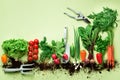 Organic vegetables and garden tools on green background with copy space. Top view of carrot, beet, pepper, radish, dill