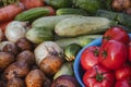 Organic vegetables with drops of water on the farm, farming concept. Growing organic products Royalty Free Stock Photo