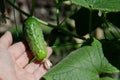 Organic Vegetables. Green organic cucumbers in farmer& x27;s hand.