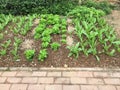 Organic vegetables growing in the field