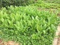 Organic ramine lettuce growing in field spring