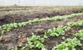 Organic vegetables growing in a polytunnel, selective focus Royalty Free Stock Photo