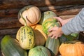 Organic vegetables grown in countryside garden. Female hand hold raw seasonal autumnal pumpkin Royalty Free Stock Photo