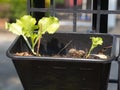 Organic vegetables grown on the edge of the house.Self-made vegetables ensure no toxins.I grow vegetables and eat Royalty Free Stock Photo