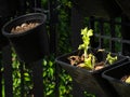 Organic vegetables grown on the edge of the house.Self-made vegetables ensure no toxins.I grow vegetables and eat Royalty Free Stock Photo