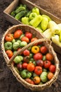 Organic vegetables, harvest in garden. Freshly harvested colorful tomato, pepper and cucumber in basket and wooden box in sunlight Royalty Free Stock Photo