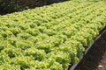 Organic vegetables hydro phonic Plantation