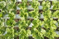 Organic vegetables hydro phonic Plantation Royalty Free Stock Photo