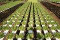 Organic vegetables hydro phonic Plantation