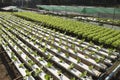 Organic vegetables hydro phonic Plantation