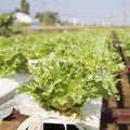 Organic vegetables hydro phonic Plantation Royalty Free Stock Photo